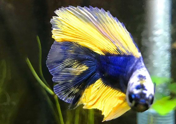 Betta fish with Ich on his fins