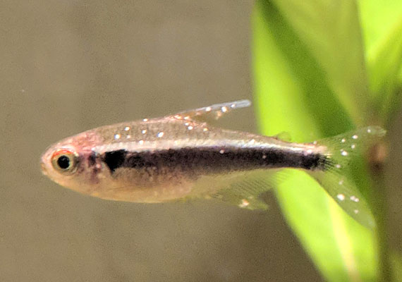 Black neon tetra with Ich (white spot disease) on scales and fins