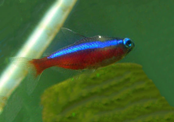 Cardinal tetra with one single white spot on scales the beginning of ich