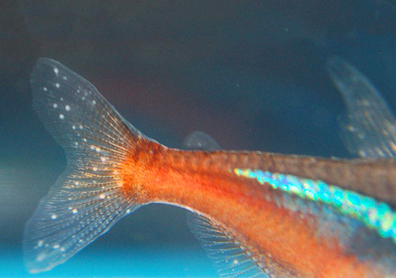 Close-up on cardinal tetra tail covered in white spots