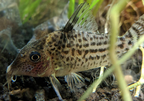 Cory catfish covered in Ich white spots resting on bottom of aquarium