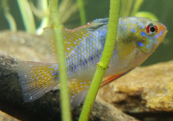 German blue ram with white spots (Ich) hiding behind plant in aquarium