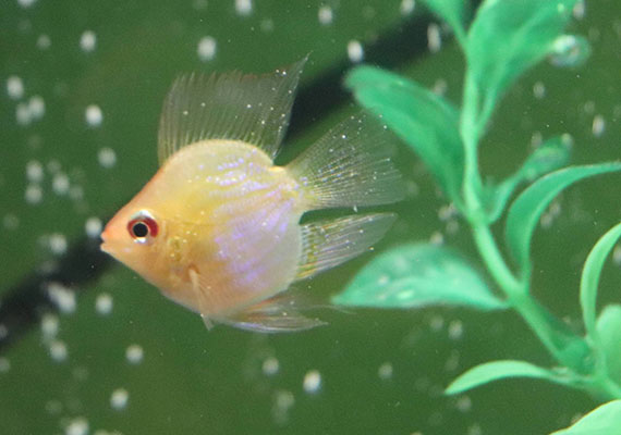 Golden balloon ram with white spots on fins, Ich