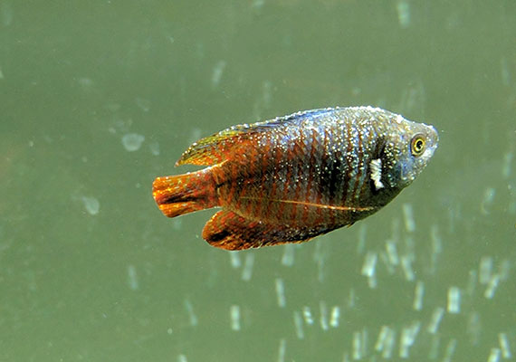 Gourami covered in white spots in later stages of Ich