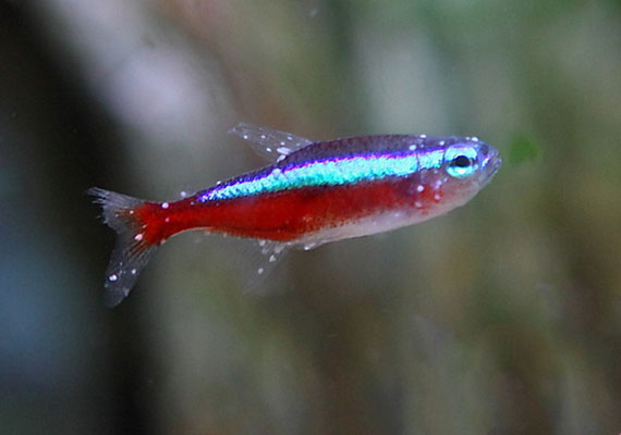 Neon tetra fish covered in lots of white spots ich