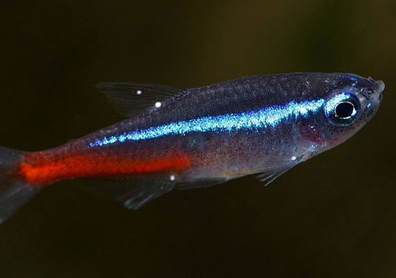 Neon Tetra with white spot disease ich