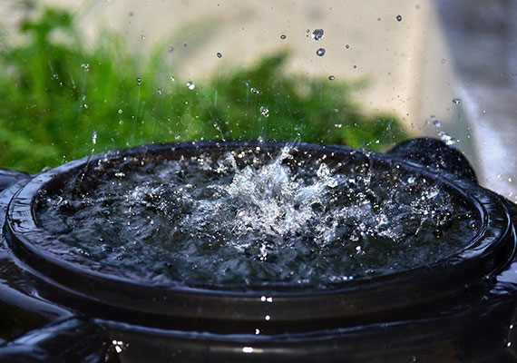 Rainwater being collected in barrel to store for aquarium water changes