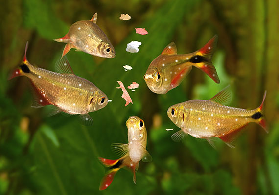 Tetra infected with Ich covered in white spots eating fish food