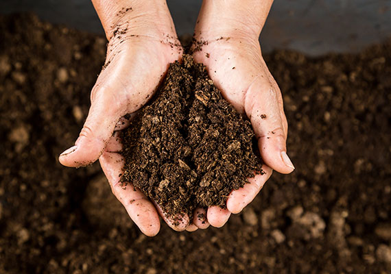 Two hands holding peat moss used to lower general hardness (GH) in aquariums