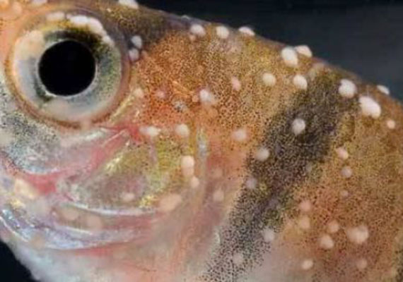 White spots on freshwater fish scales from Ich