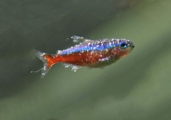 Cardinal tetra dying from Ich covered in white spots