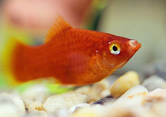 Causes of Bumps on Goldfish: Identifying Worrisome Bumps - Fish Vet