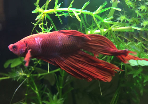 Betta with early stages of columnaris on scales