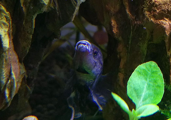 Black betta infected with columnaris mouth infection in aquarium