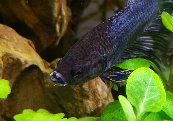 Black Betta infected with columnaris of the mouth side photo