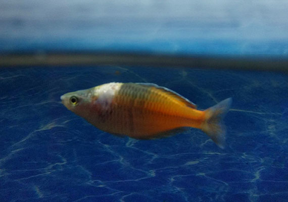 Boseman's rainbowfish with columnaris Saddleback disease on scales