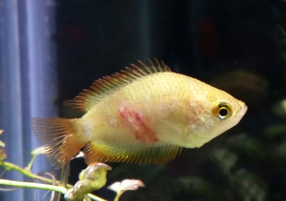 Gourami fish with columnaris infection eating away scales and skin to reveal bloody muscle