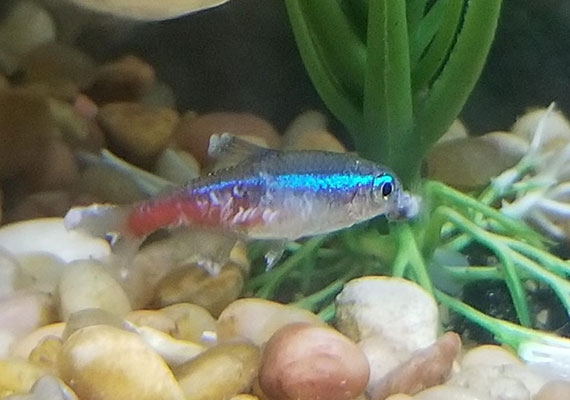 Neon tetra with columnaris