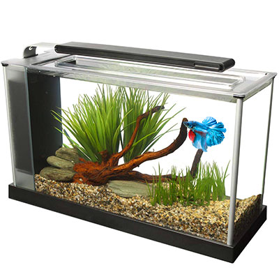 Frozen betta 2025 fish tank