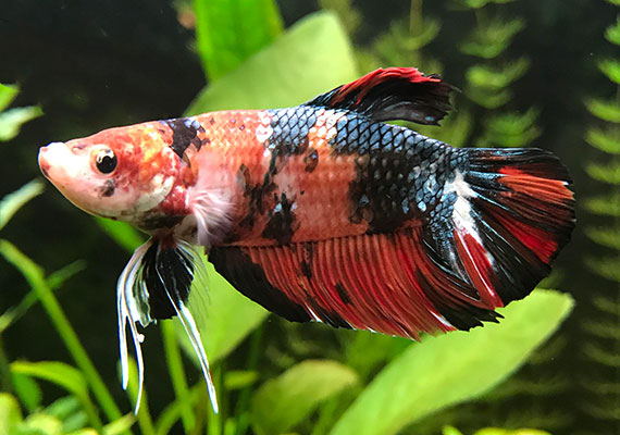 Giant betta floating in a planted 10-gallon tank