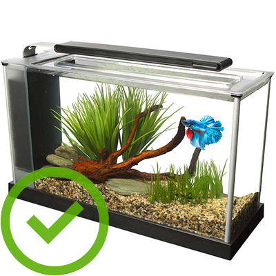 Long Fluval Spec V 5-gallon aquarium with rosetail betta swimming inside is perfect for betta