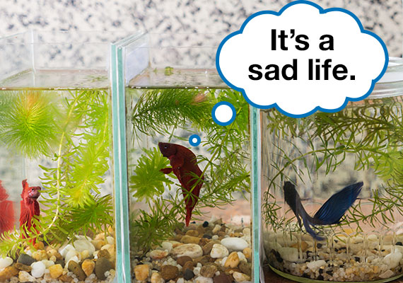 The Betta Fish Myth: Uncovering The Best Tank Size For A Betta Fish - Shed  Happens