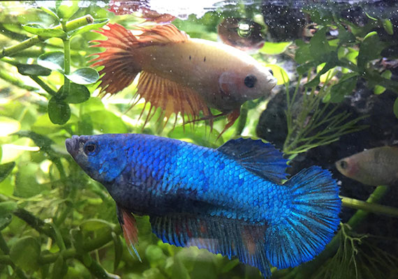 Two female bettas in a 20-gallon planted sorority tank