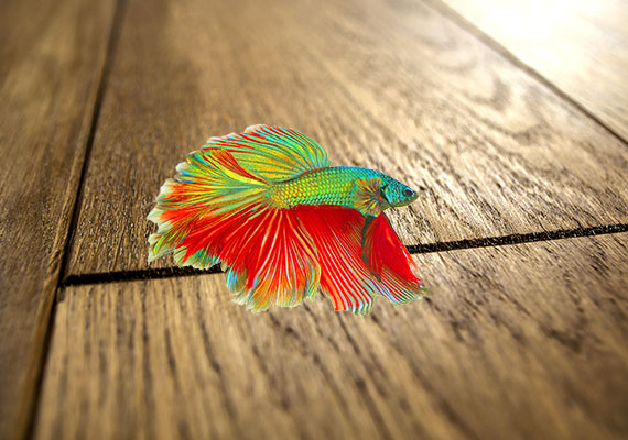 Betta lying on wooden floor after jumping out of tank with no lid