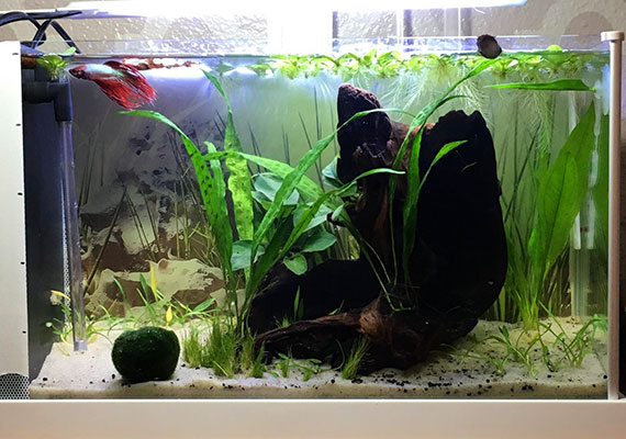 4 betta fish outlet tank