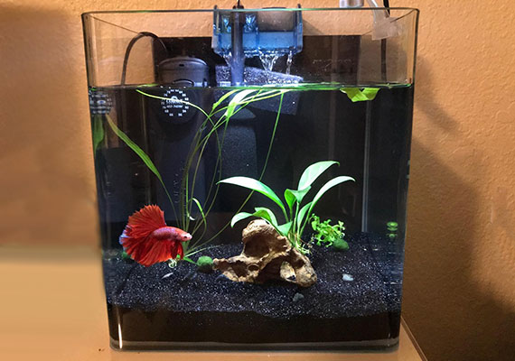 betta fish small aquarium