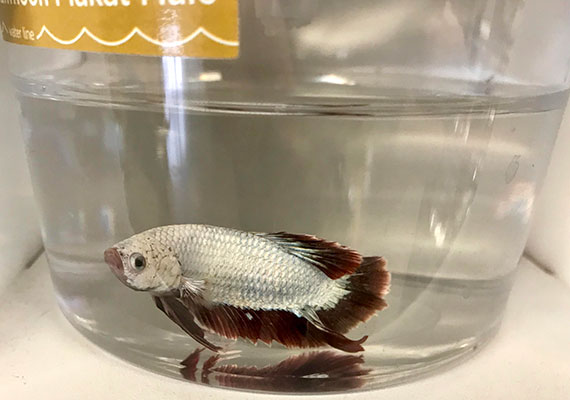 Silver betta with red fins kept in betta cup that is too small
