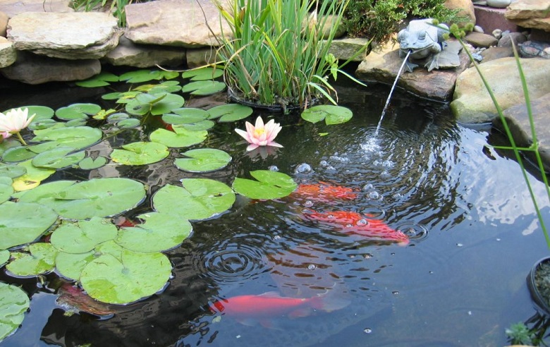 koi in pond