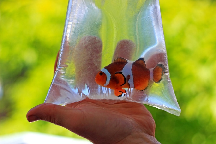 clown fish in plastic bag