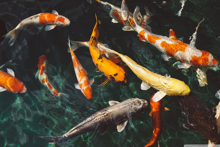 color variations of koi fish