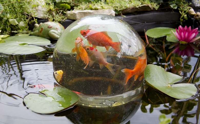 raised fish tank in pond