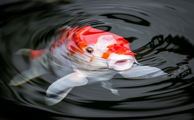 Easy pond outlet fish