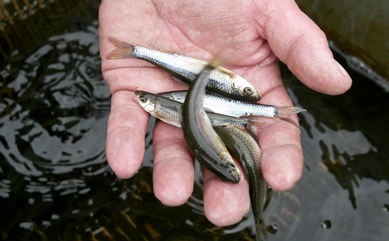 What Are The Best Pond Fish For Small & Large Ponds? - FishLab