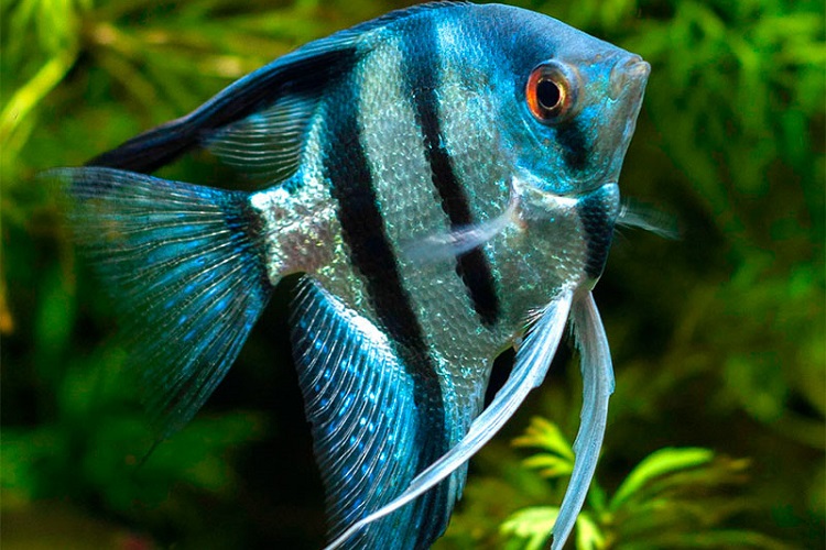 Non-aggressive freshwater fish