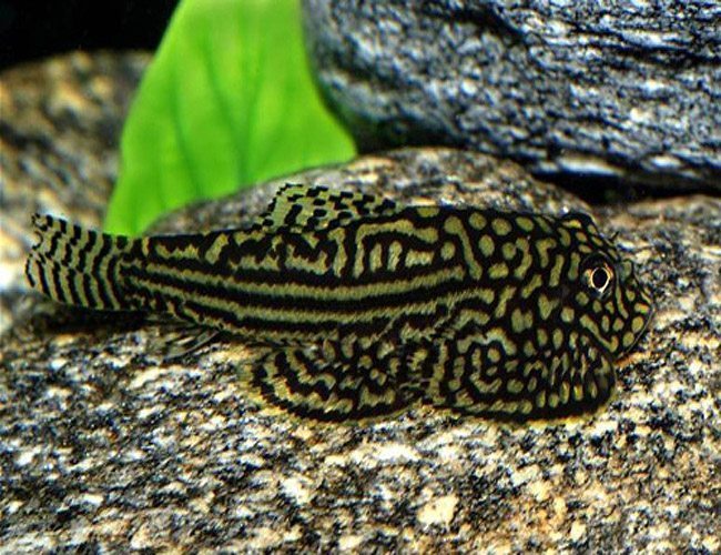 Best algae eater for tropical fish tank sale