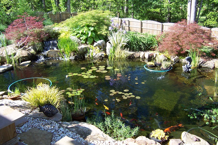 Common Pond Disease Treatments For Fish