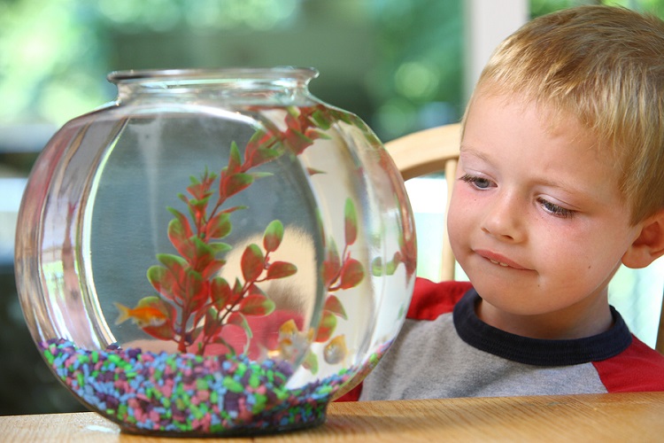 What do you need for a starter fish tank?