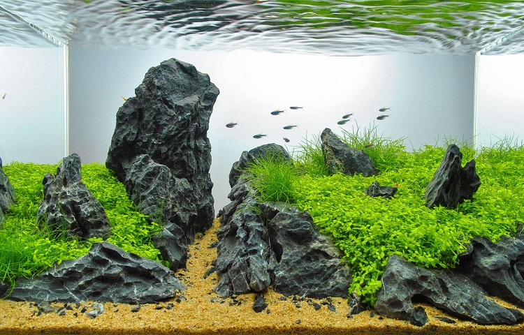 Best Aquarium Plant Fertilizers for 2022 FishLab