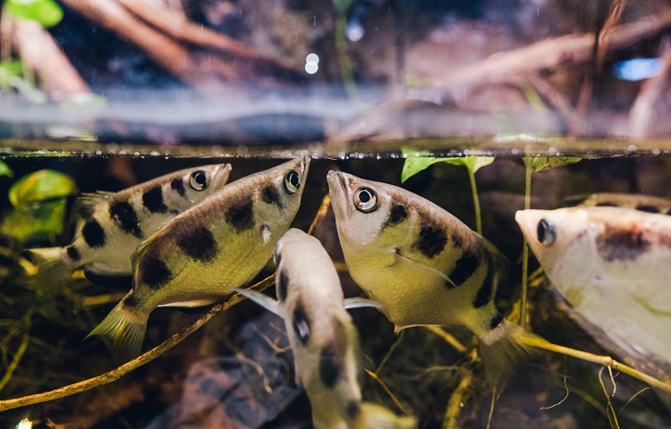 types of fishes for brackish water aquarium