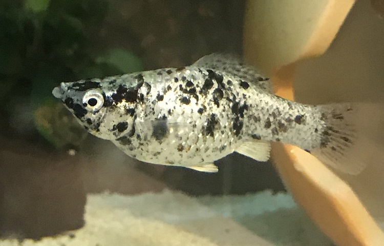 dalmatian molly
