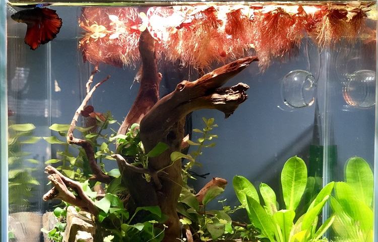 aquarium with red root floater