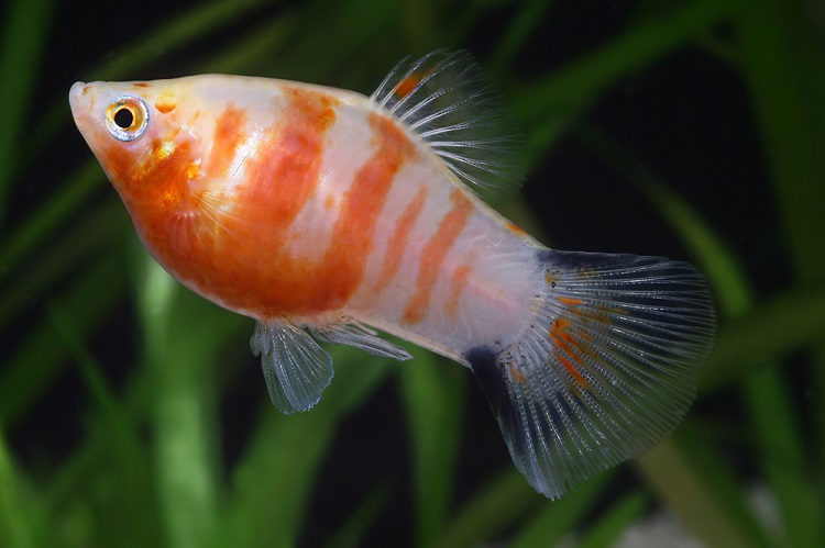 Costs of Owning Platy FIsh