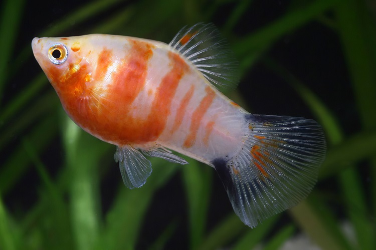 Orange Platy Fish