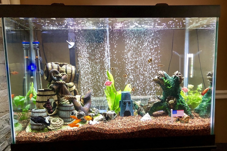 Best Self Cleaning Fish Tank for 2021 FishLab