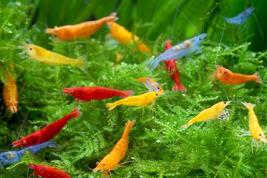 8 Facts About Aquarium Shrimp