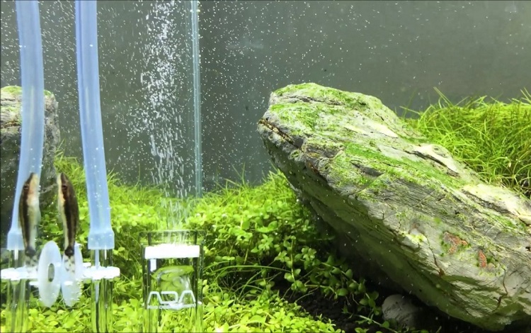 Where Should Co2 Diffuser Be Placed In The Aquarium?